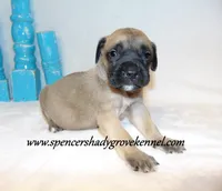 Hulk, a male English Mastiff for sale in Cabool, MO – 5 of 10