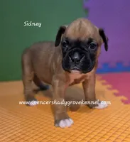 Sidney, a female Boxer for sale in Cabool, MO – 5 of 10