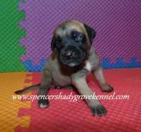 Hope, a female English Mastiff for sale in Cabool, MO – 3 of 10