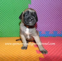 Hope, a female English Mastiff for sale in Cabool, MO – 9 of 10