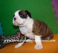 Bo, a male Boxer for sale in Cabool, MO – 3 of 10