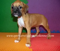 Sophie, a female Boxer for sale in Cabool, MO – 10 of 10