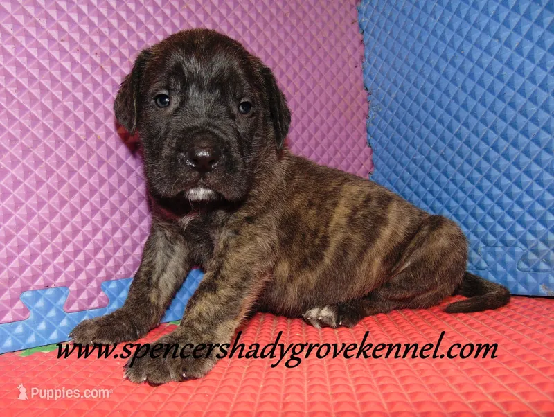 Dakota – English Mastiff puppy for sale in Cabool, MO