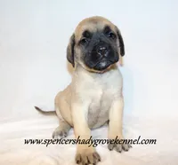 Delta , a female English Mastiff for sale in Cabool, MO – 3 of 10