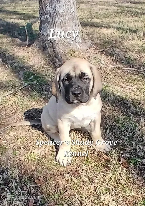 Lucy