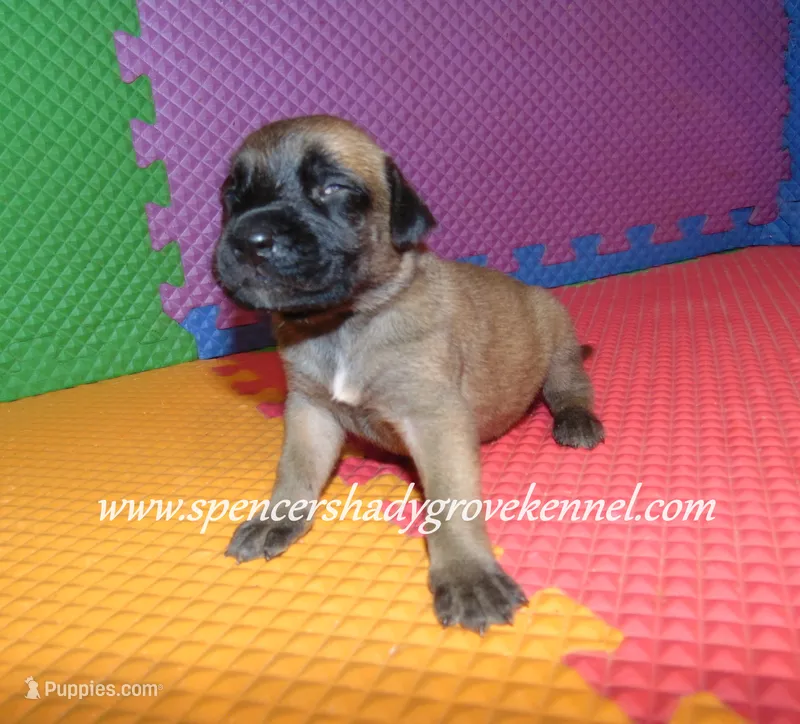 Hazel – English Mastiff puppy for sale in Cabool, MO