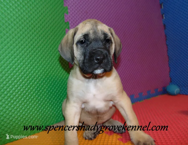 Hayes – English Mastiff puppy for sale in Cabool, MO