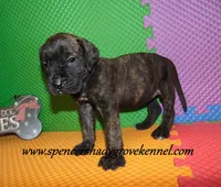 Darby, a female English Mastiff for sale in Cabool, MO – 8 of 10