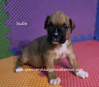 Sadie, a female Boxer for sale in Cabool, MO – 2 of 10