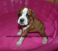 Daisy, a female Boxer for sale in Cabool, MO – Photo 2 of 4