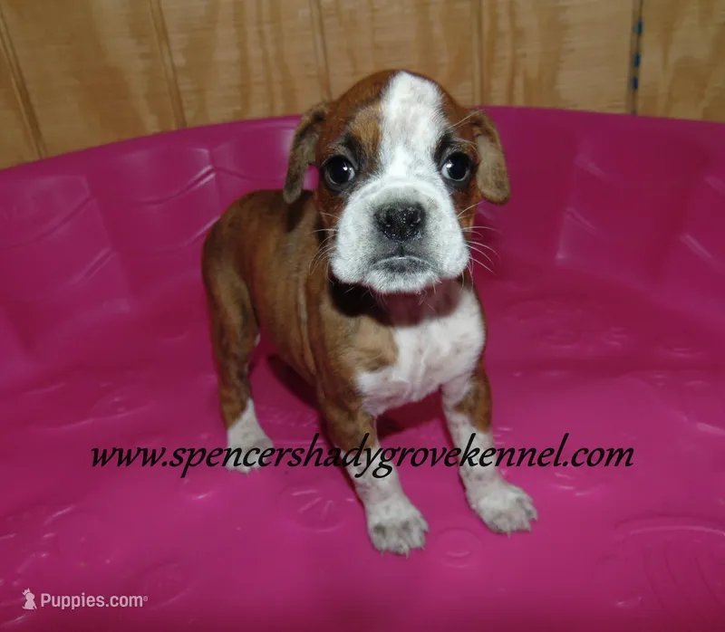 Daisy, a female Boxer for sale in Cabool, MO – Photo 1 of 4