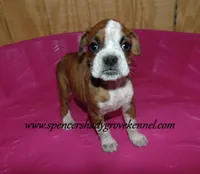 Daisy, a female Boxer for sale in Cabool, MO – Photo 1 of 4