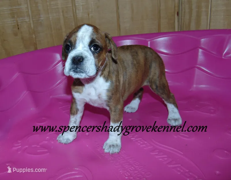 Daisy – Boxer puppy for sale in Cabool, MO