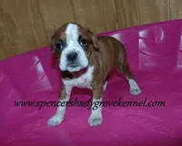 Daisy, a female Boxer for sale in Cabool, MO – Photo 3 of 4