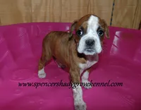Daisy, a female Boxer for sale in Cabool, MO – Photo 4 of 4