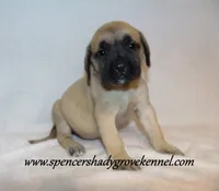 Delta , a female English Mastiff for sale in Cabool, MO – 2 of 10