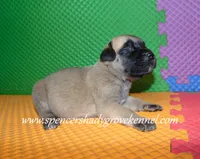 Hailey, a female English Mastiff for sale in Cabool, MO – 5 of 10