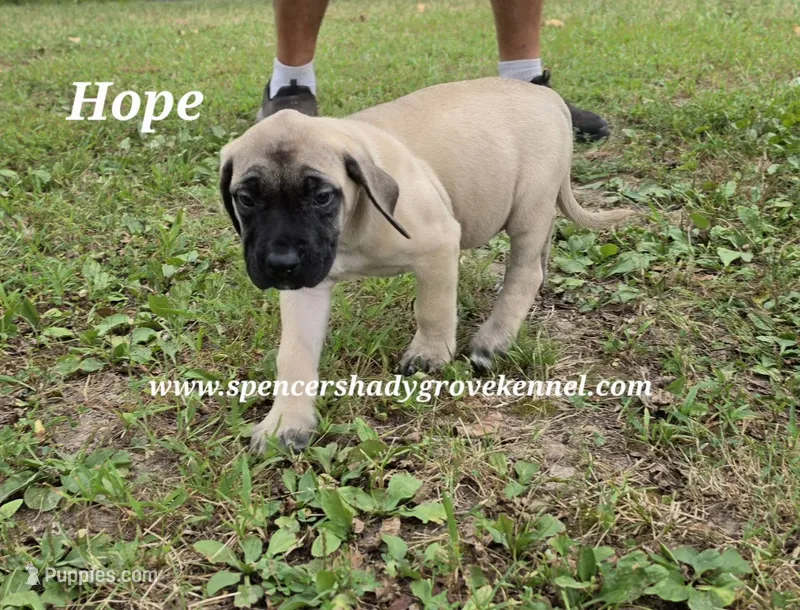 Hope – English Mastiff puppy for sale in Cabool, MO