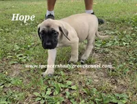 Hope, a female English Mastiff for sale in Cabool, MO – 2 of 9