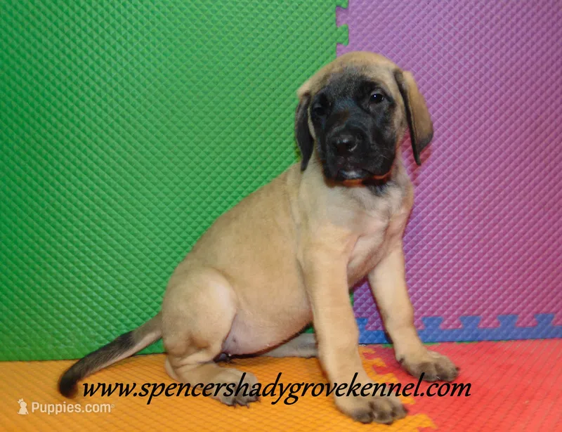 Daisy – English Mastiff puppy for sale in Cabool, MO