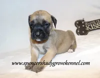 Hulk, a male English Mastiff for sale in Cabool, MO – 2 of 10