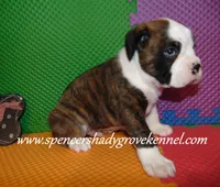 Bo, a male Boxer for sale in Cabool, MO – 4 of 10