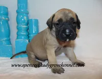 Hoss, a male English Mastiff for sale in Cabool, MO – 10 of 10