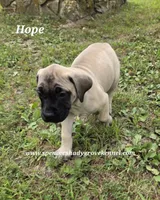 Hope, a female English Mastiff for sale in Cabool, MO – 9 of 9