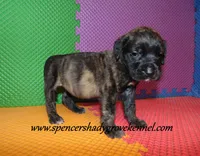 Dixie, a female English Mastiff for sale in Cabool, MO – 7 of 10