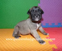 Honey, a female English Mastiff for sale in Cabool, MO – 10 of 10
