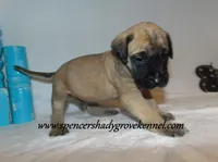 Hayes, a male English Mastiff for sale in Cabool, MO – 9 of 10