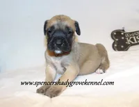 Hulk, a male English Mastiff for sale in Cabool, MO – 1 of 10