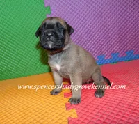 Holly, a female English Mastiff for sale in Cabool, MO – 10 of 10