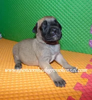 Hailey, a female English Mastiff for sale in Cabool, MO – 6 of 10