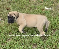Holly, a female English Mastiff for sale in Cabool, MO – 3 of 10