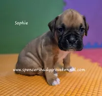 Sophie, a female Boxer for sale in Cabool, MO – 3 of 10