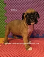 Sidney, a female Boxer for sale in Cabool, MO – 10 of 10