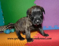 Duke, a male English Mastiff for sale in Cabool, MO – 5 of 10