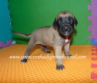 Hope, a female English Mastiff for sale in Cabool, MO – 7 of 10