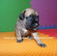 Holly, a female English Mastiff for sale in Cabool, MO – 2 of 10