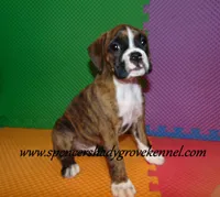 Fritz, a male Boxer for sale in Cabool, MO – Photo 3 of 10