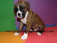 Fritz, a male Boxer for sale in Cabool, MO – Photo 2 of 10