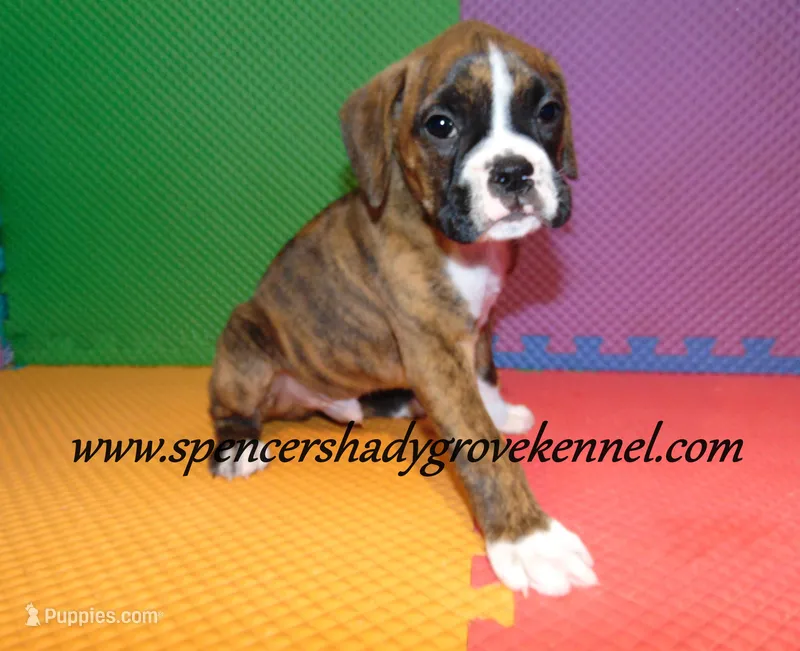 Fritz – Boxer puppy for sale in Cabool, MO