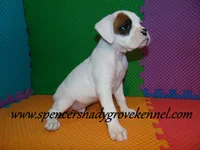 Fozzie, a male Boxer for sale in Cabool, MO – Photo 10 of 10