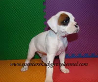 Fozzie, a male Boxer for sale in Cabool, MO – Photo 9 of 10