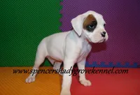 Fozzie, a male Boxer for sale in Cabool, MO – Photo 8 of 10