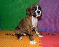 Fritz, a male Boxer for sale in Cabool, MO – Photo 4 of 10