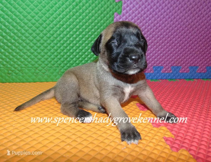 Hilda – English Mastiff puppy for sale in Cabool, MO