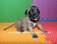 Hilda, a female English Mastiff for sale in Cabool, MO – 1 of 10