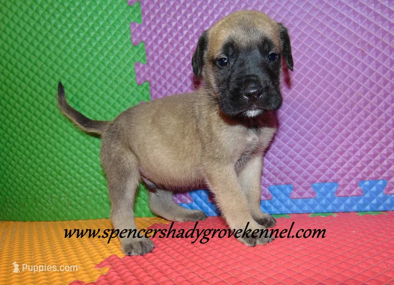 Dozer – English Mastiff puppy for sale in Cabool, MO